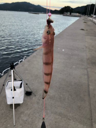 リュウグウハゼの釣果