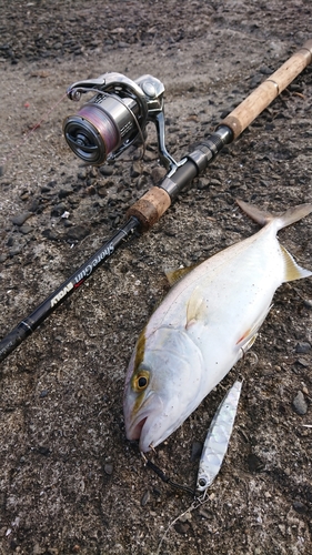 シオの釣果