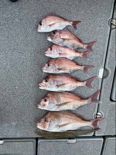 マダイの釣果