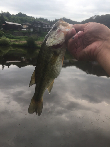 ラージマウスバスの釣果