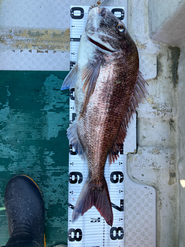 マダイの釣果