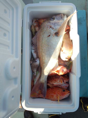 マダイの釣果