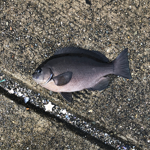 グレの釣果