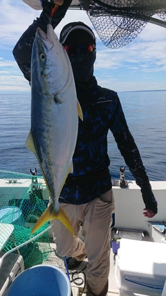 フクラギの釣果