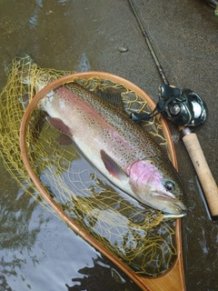 ニジマスの釣果