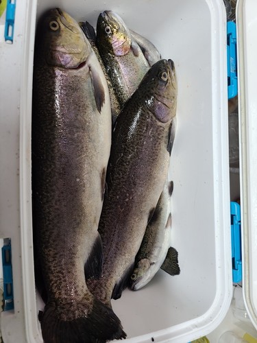 トラウトの釣果