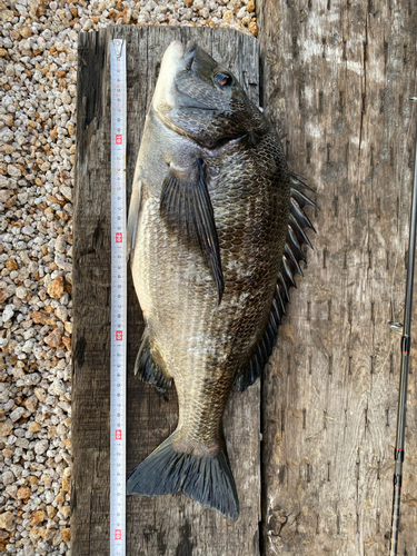 チヌの釣果