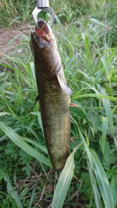 ナマズの釣果