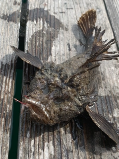 オニオコゼの釣果