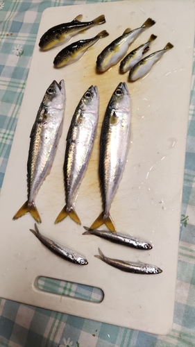 釣果