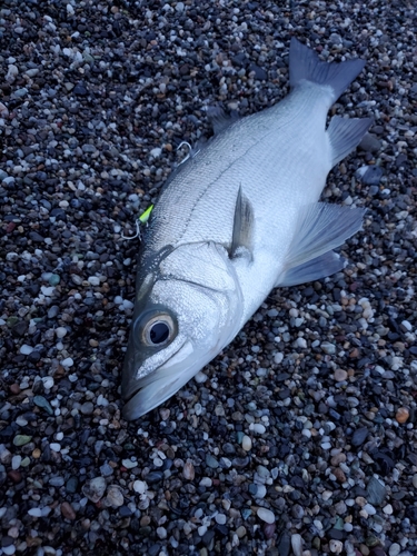 セイゴ（ヒラスズキ）の釣果