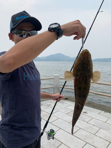 マゴチの釣果