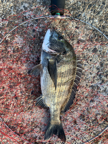 チヌの釣果