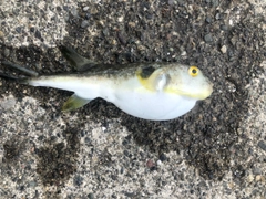 フグの釣果