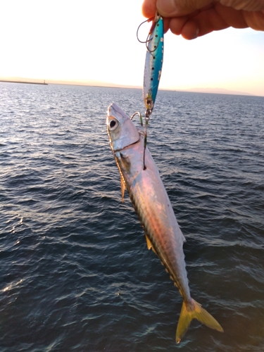 マサバの釣果