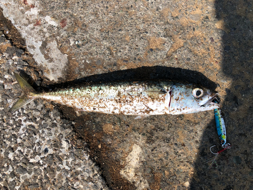 サバの釣果