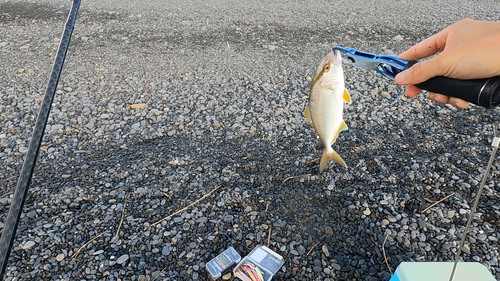 ショゴの釣果