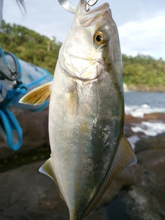 ショゴの釣果