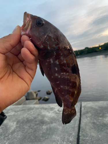 アオハタの釣果