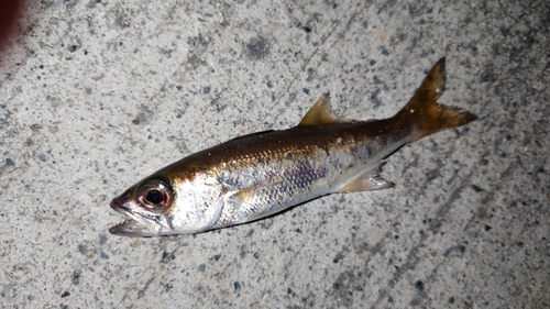 ムツの釣果