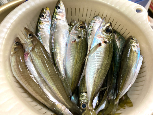 マアジの釣果