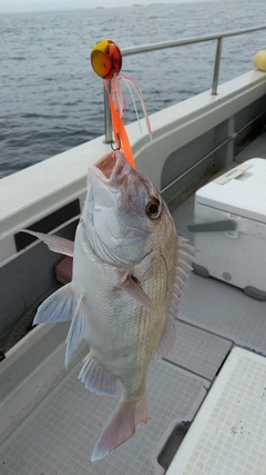 マダイの釣果