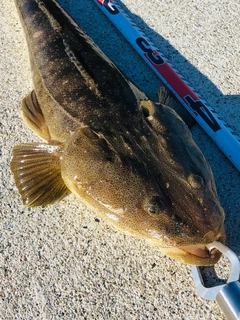 マゴチの釣果