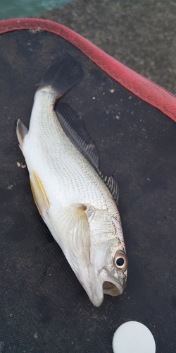 イシモチの釣果