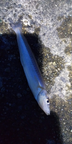 キスの釣果