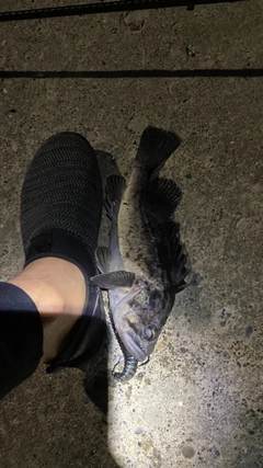 クロソイの釣果