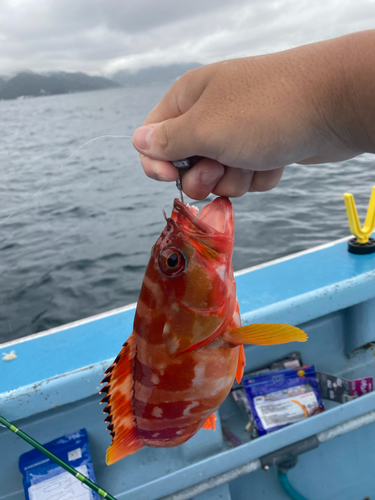 アカハタの釣果