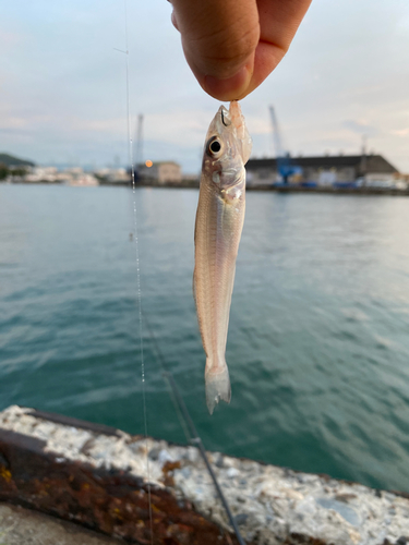 シロギスの釣果