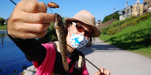 マハゼの釣果