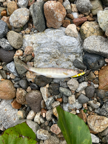 イワナの釣果