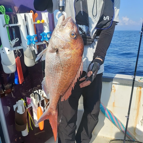 マダイの釣果