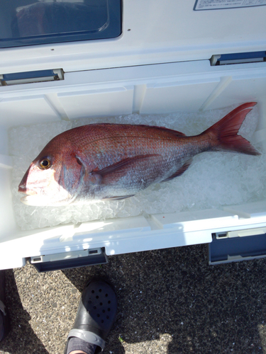 マダイの釣果