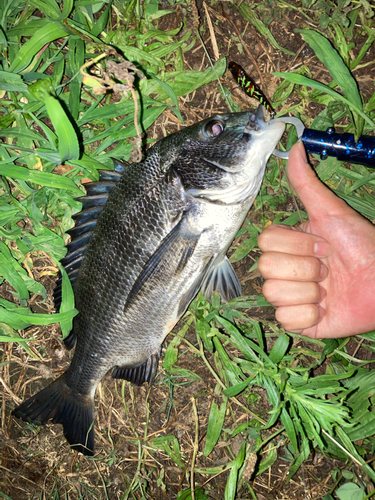 チヌの釣果