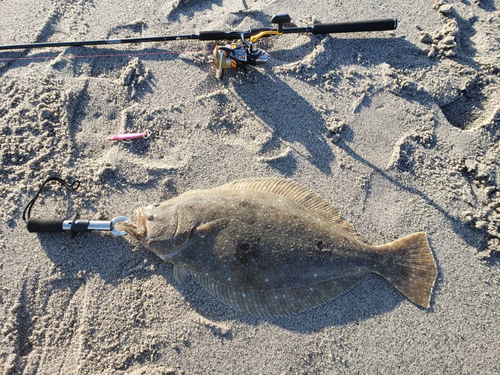 ヒラメの釣果