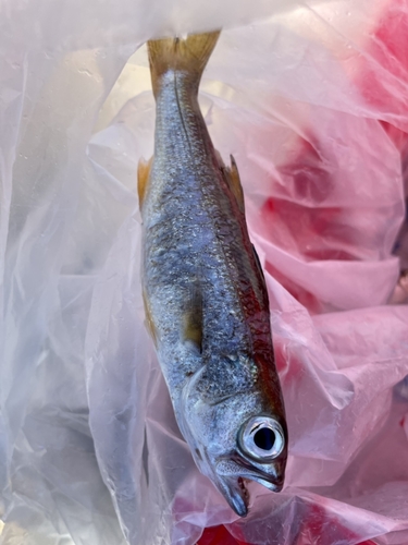 ムツの釣果