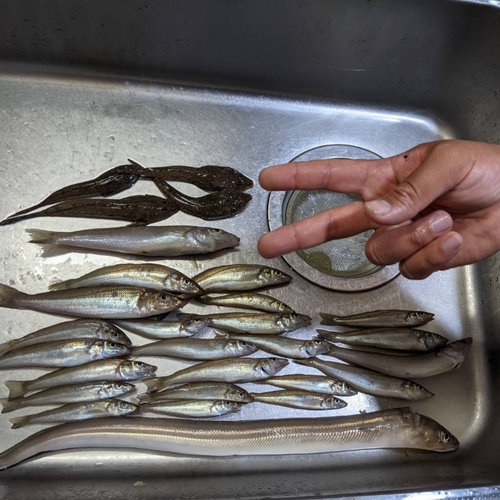 アナゴの釣果