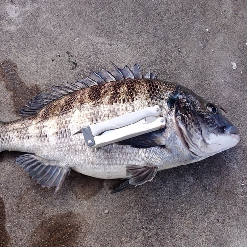 チヌの釣果