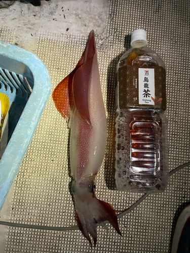 シロイカの釣果