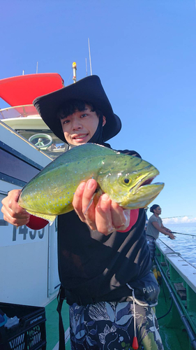 シイラの釣果