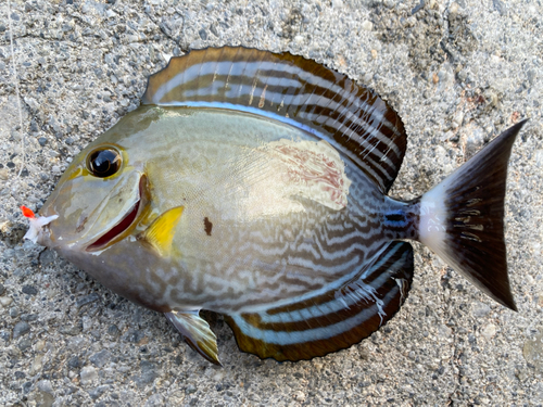 トカジャーの釣果