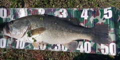 ブラックバスの釣果