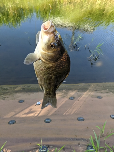 フナの釣果