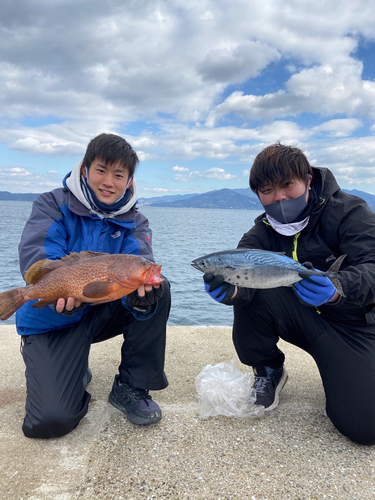 キジハタの釣果