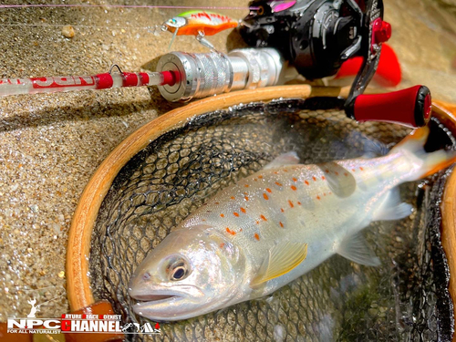 アマゴの釣果