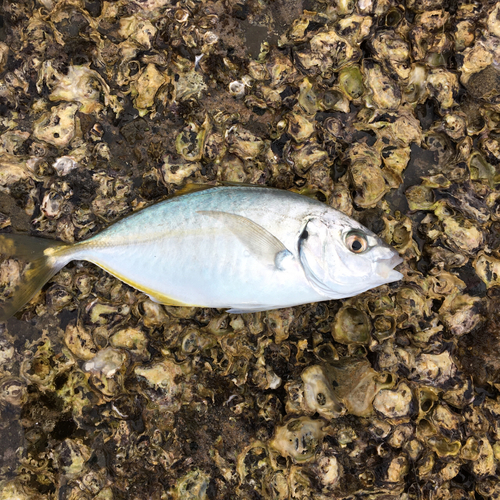 カワハギの釣果