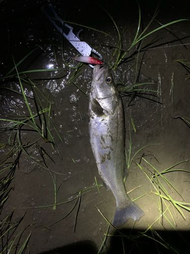 マルスズキの釣果